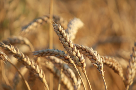 wheat in field